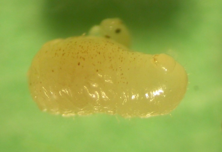 Bite scars on Temnothorax curvispinosus prepupa